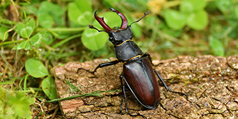 Hirschkäfer
