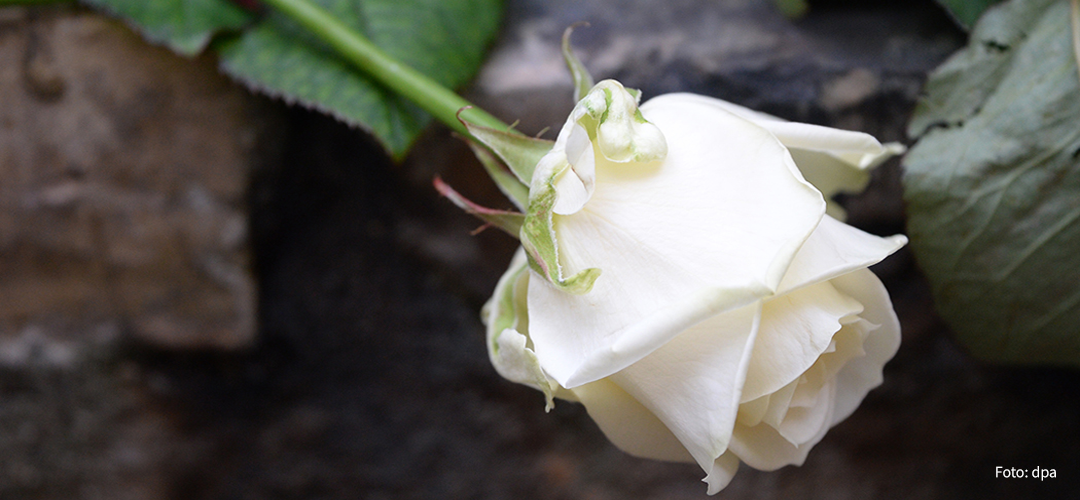 Weiße Rose zum Gedenken, Foto: picture alliance