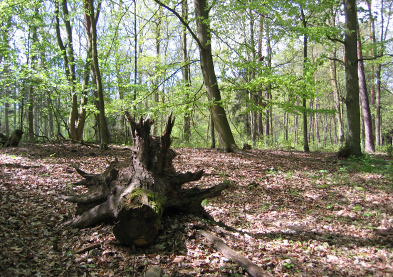Foto: Wald Foto: Wald