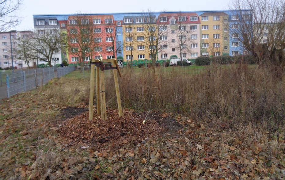 Foto: zerstörter Baum im Landgrabenhain Foto: zerstörter Baum im Landgrabenhain