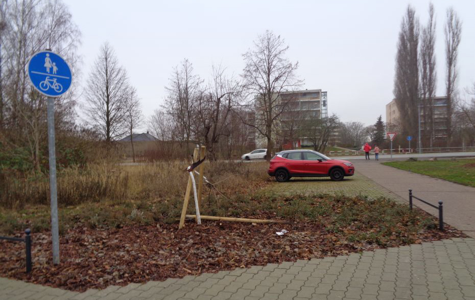 Foto: zerstörter Baum am Parkplatz Foto: zerstörter Baum am Parkplatz