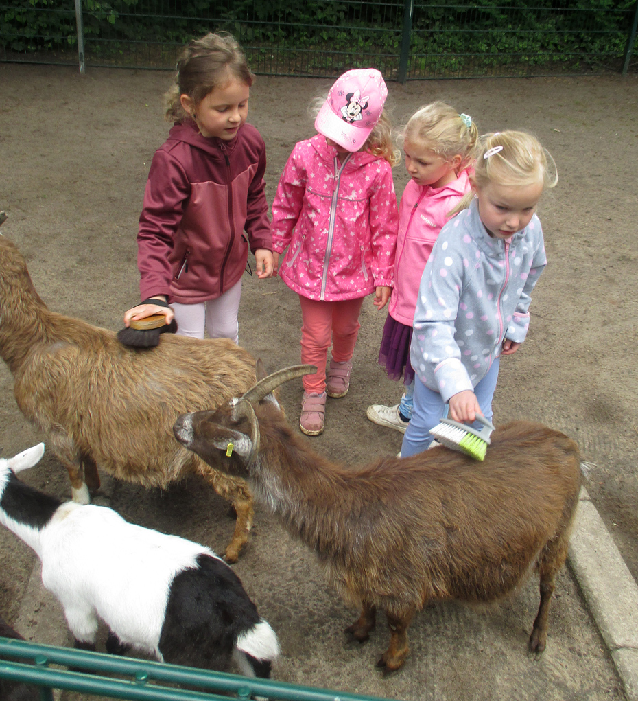 Foto: 4 Kinder beim Striegeln von Ziegen