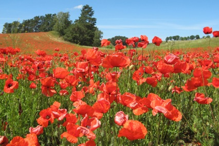 Foto: Landschaft mit blühendem Mohn Foto: Landschaft mit blühendem Mohn