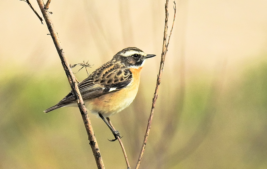 Foto: Braunkehlchen auf einem Ast Foto: Braunkehlchen auf einem Ast