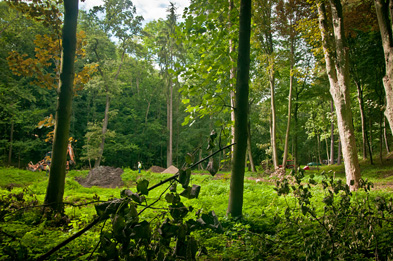 Foto: Waldlandschaft Foto: Waldlandschaft