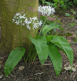 Foto: Bärlauch Foto: Bärlauch