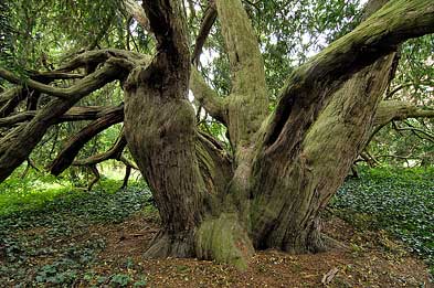 Foto: 250-jährige Eibe Foto: 250-jährige Eibe