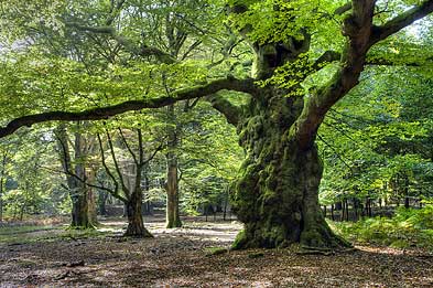 Foto: Buche Foto: Buche