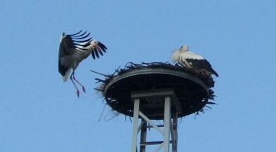 Foto: Eins Storch landet auf dem Nest, auf dem bereits ein Storch steht. Foto: Eins Storch landet auf dem Nest, auf dem bereits ein Storch steht.