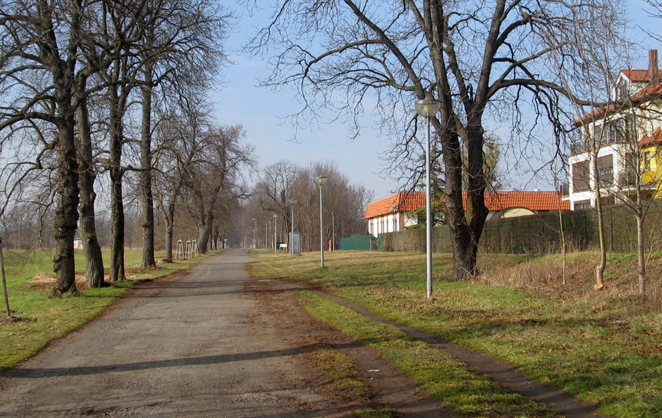 Foto: Allee mit unsaniertem Weg Foto: Allee mit unsaniertem Weg