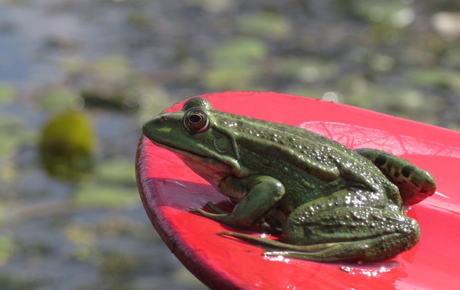 Foto: Ein Frosch auf einem roten Paddel Foto: Ein Frosch auf einem roten Paddel