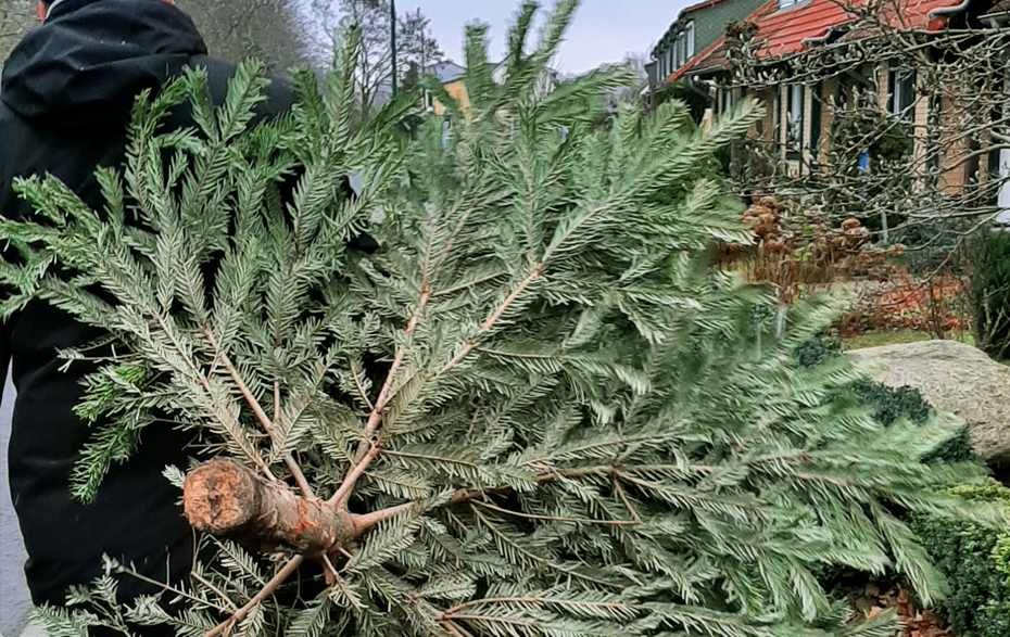 Foto: Weihnachtsbaum wird zum Müllplatz getragen Foto: Weihnachtsbaum wird zum Müllplatz getragen
