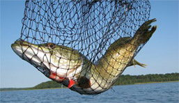 Foto: Fisch im Netz Foto: Fisch im Netz