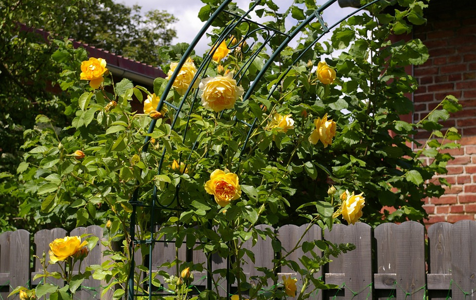 Foto: gelbe Rosen am Gartenzaun