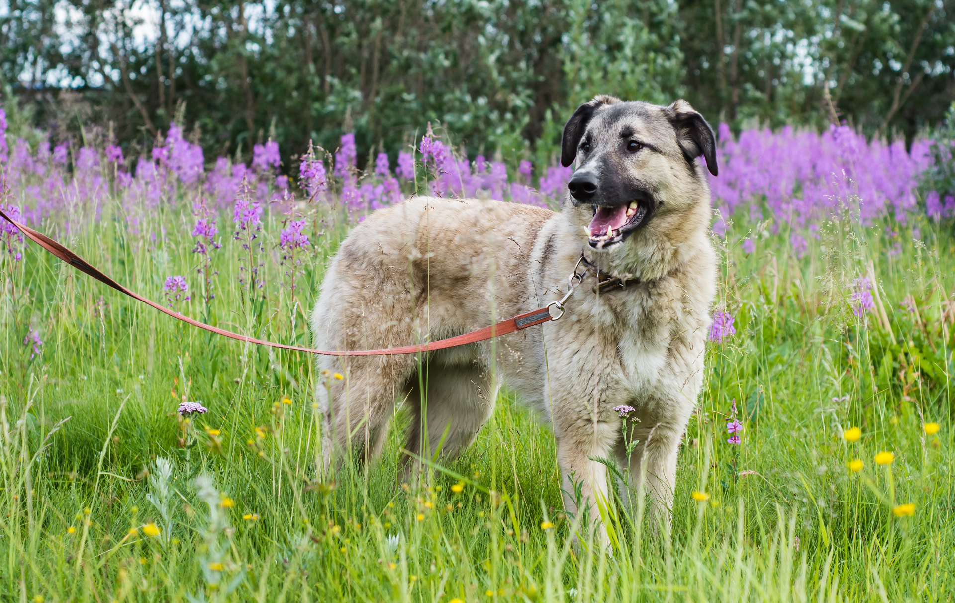 Foto: Hund an der Leine