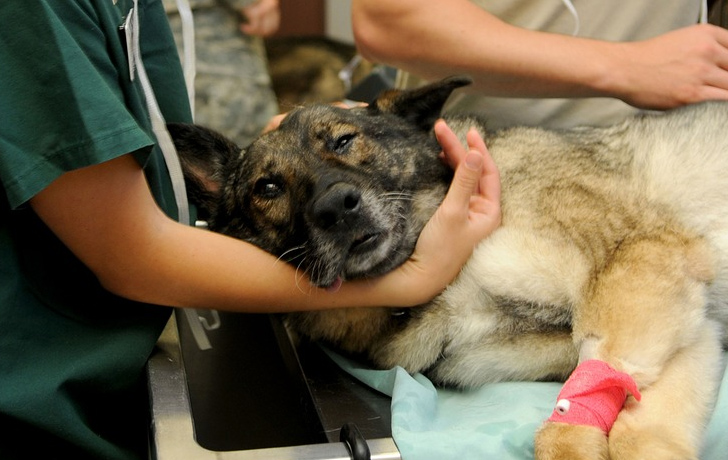 Foto: Hund beim Tierarzt in Behandlung