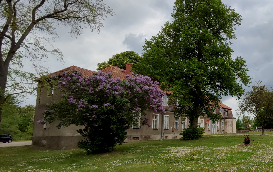 Foto: Gutshaus hinterm blühenden Fliederbusch