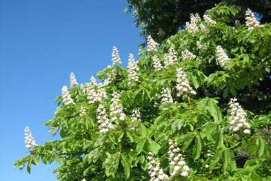 Foto: Kastanienblüten Foto: Kastanienblüten
