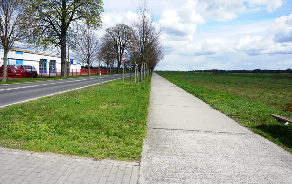 Foto: Radweg, links Allee und Autohaus, rechts Feld