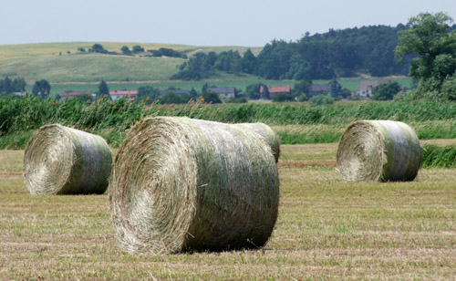 Foto: Strohballen auf Polderflächen Foto: Strohballen auf Polderflächen