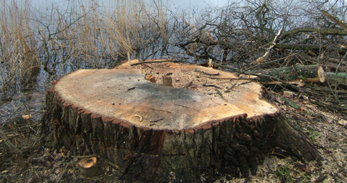 Foto: Baumstubben einer Pappel Foto: Baumstubben einer Pappel