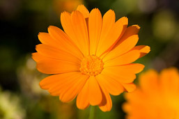 Foto: Ringelblume Foto: Ringelblume