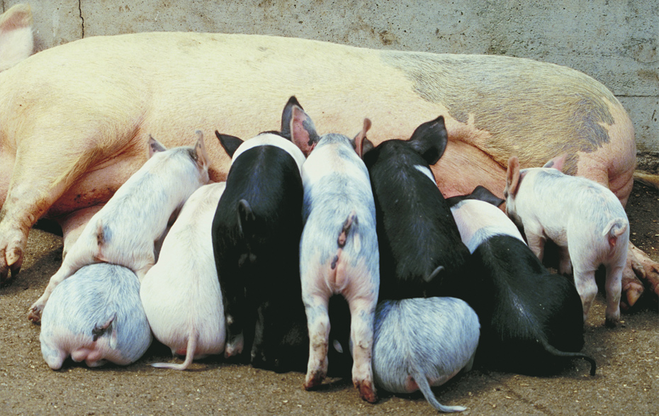 Foto: mehrere Ferkel beim Säugen Foto: mehrere Ferkel beim Säugen
