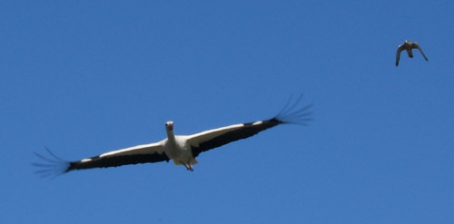 Foto: Storch und Falke Foto: Storch und Falke
