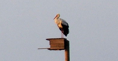 Foto: Ein Storch auf einem Falkenkasten Foto: Ein Storch auf einem Falkenkasten