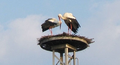 Foto: Storchenpaar auf dem Nest Foto: Storchenpaar auf dem Nest
