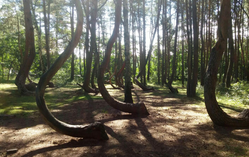 Foto: Krumme Wald Gryfino