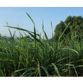 Foto vom 4. August 2010: regennasses Gras vor Polderlandschaft mit blauem Himmel