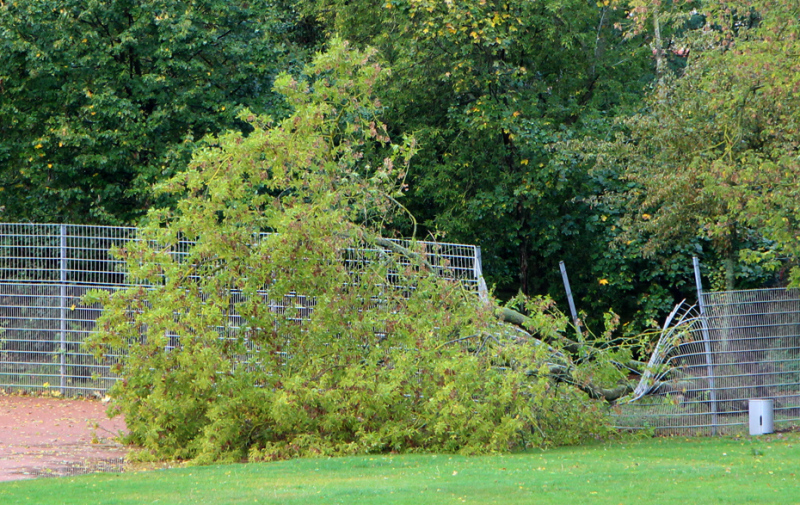 Foto: umgestürzter Baum auf einem zerstörten Zaun Foto: umgestürzter Baum auf einem zerstörten Zaun