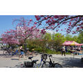 Foto vom 20. April 2018: rosa blühende Bäume am Platz der Befreiung