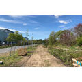 Foto: neugepflanzte Bäume an der Straße