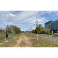 Foto: neugepflanzte Bäume an der Straße
