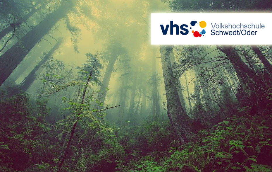 Foto: Wald mit Nebel und VHS-Logo Foto: Wald mit Nebel und VHS-Logo