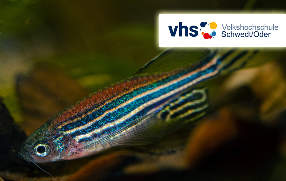 Foto: Zebrafisch und VHS-Logo Foto: Zebrafisch und VHS-Logo
