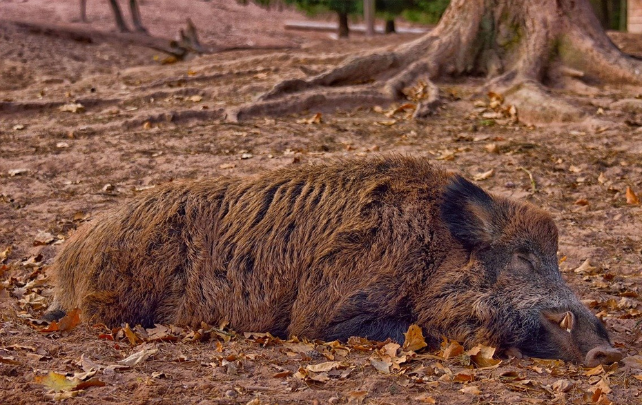 Foto: liegendes Wildschwein im Wald Foto: liegendes Wildschwein im Wald