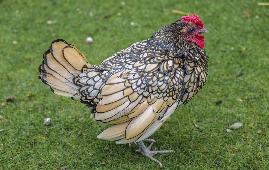 Foto: Huhn der Rasse Wyandotte Foto: Huhn der Rasse Wyandotte