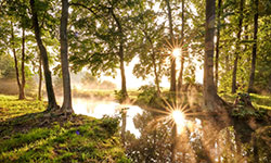 Spreewald im Sommer