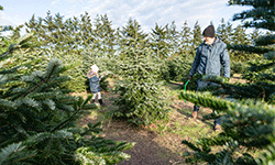 Weihnachtsbaumschlagen auf dem Werderaner Tannenhof, Foto: TMB-Fotoarchiv/Steffen Lehmann